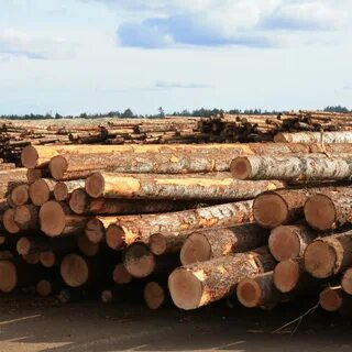 Timber