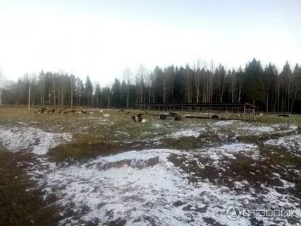 Матокса ленинградская