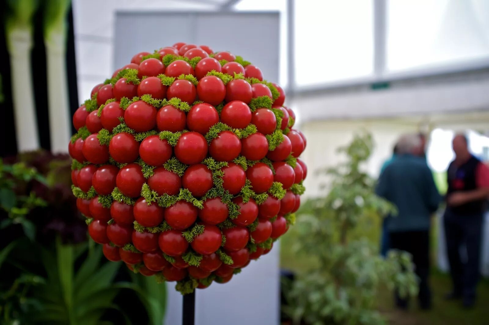 Tree tomatoes