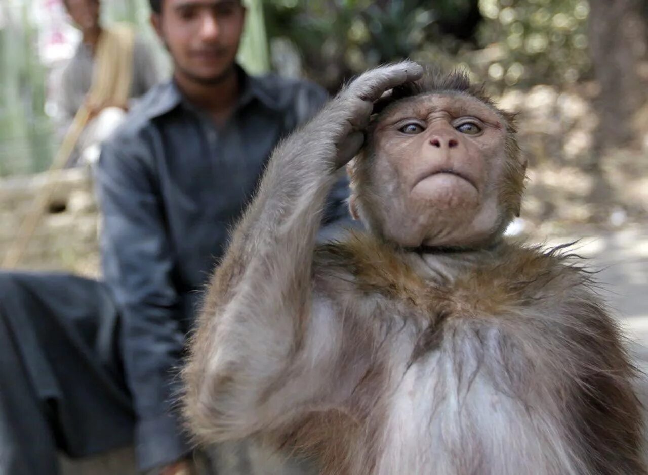 Monkey going