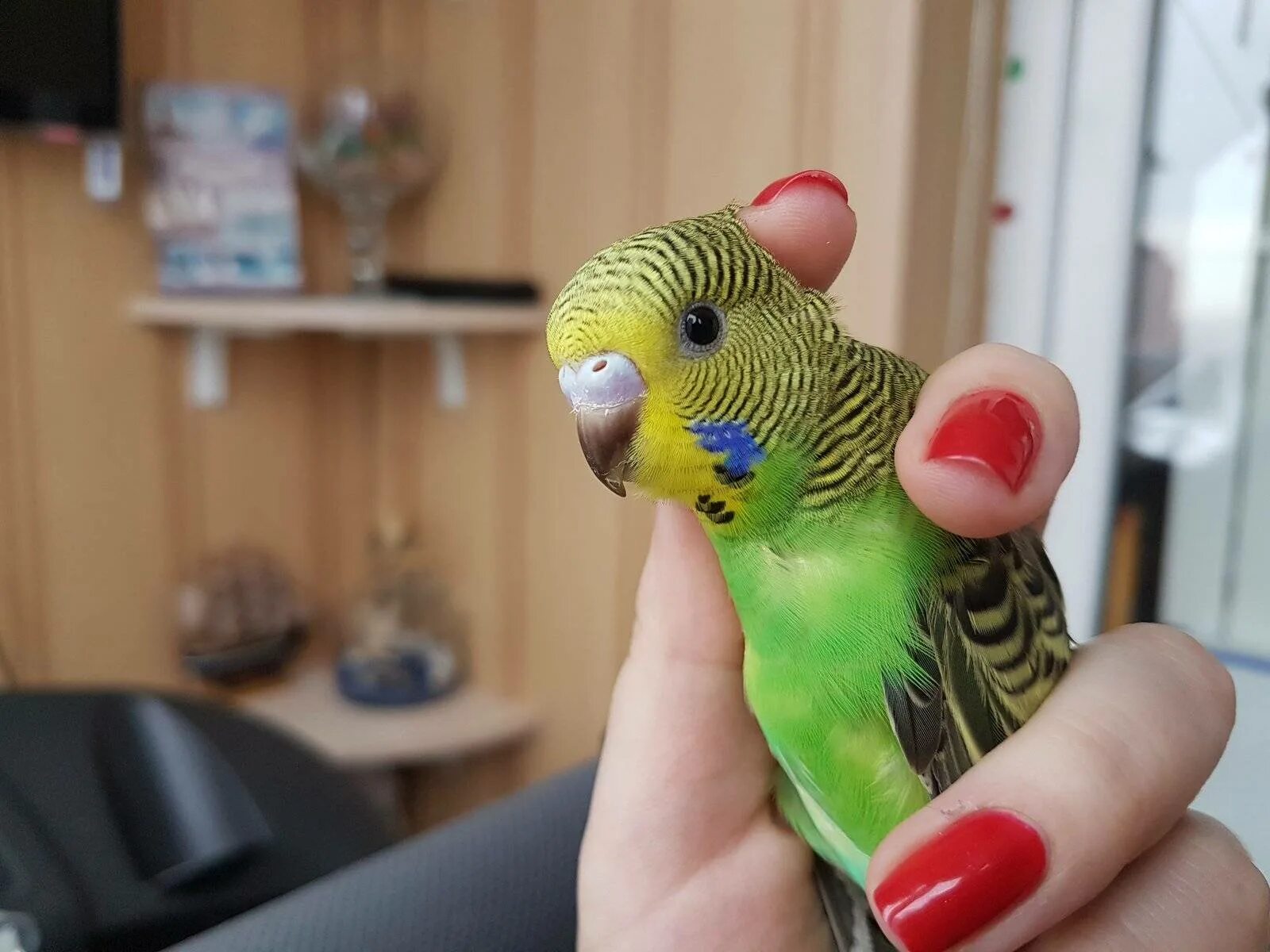 Маленькие волнистые попугайчики. Самка волнистого попугая. Как определить пол птенца волнистого попугая. Волнистый попугай мальчик. Волнистый попугайчик мальчик.