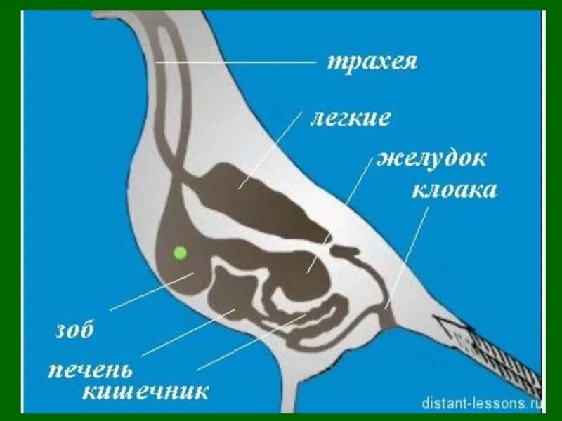 Для какого млекопитающего характерно наличие клоаки