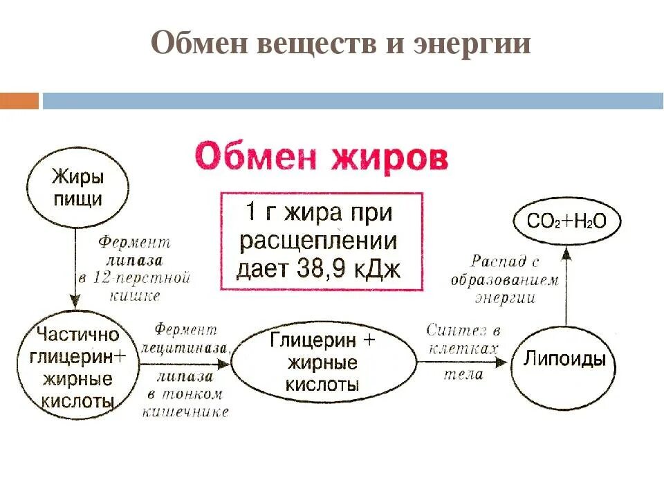 Обмен веществ 10 класс конспект. Обмен веществ 10 класс конспект. Обмен веществ 10 класс конспект. Метаболизм пластический и энергетический обмен 8 класс. Обмен веществ 10 класс конспект.
