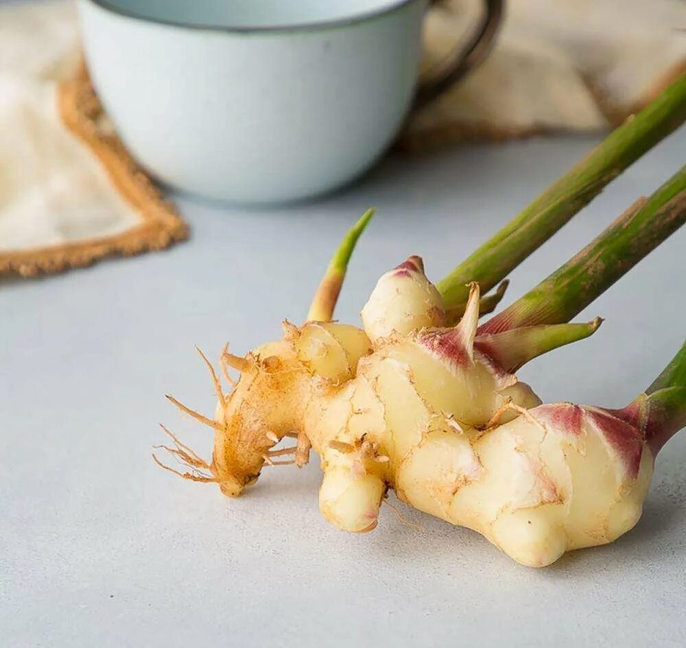 Zingiber officinale Roscoe. Имбирь корневище. Джинджер имбирь. Корень имбиря