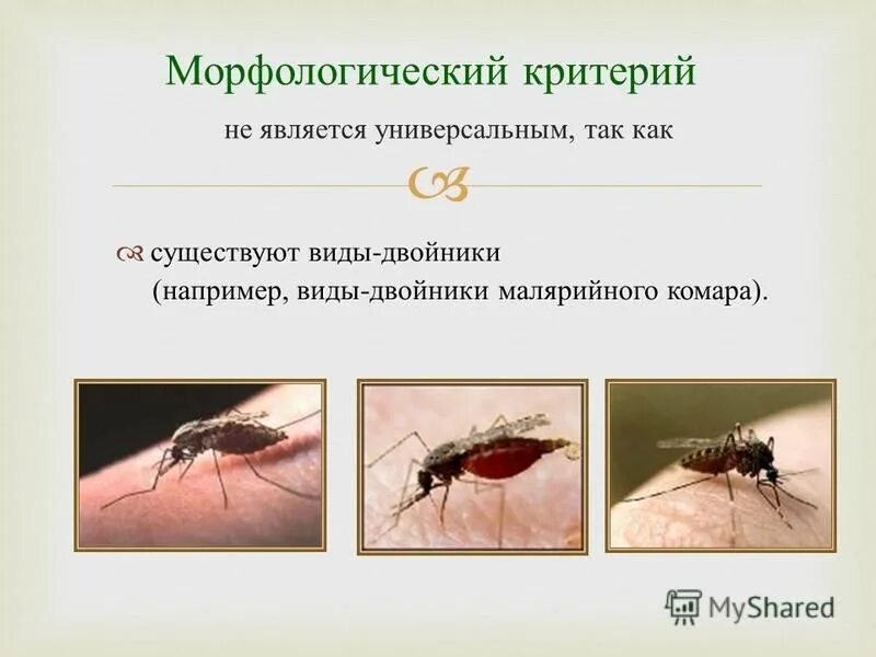 Что такое морфологический критерий вида в биологии 9 класс. Морфологический и физиологические критерии вида. Морфлогически екритерии. Какой критерий называется морфологическим. Вид критерии вида таблица.