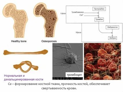 Какие признаки характерны для данного костной ткани