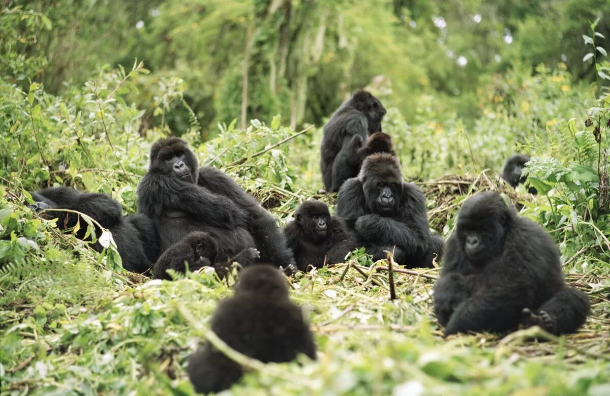 Национальный парк Вирунга. Парк Вирунга горные гориллы. Национальный парк горилл Мгахинга. Руанда и национальный парк Вирунга в Уганде. Местообитание горилл шимпанзе ленивцев леопардов ягуаров
