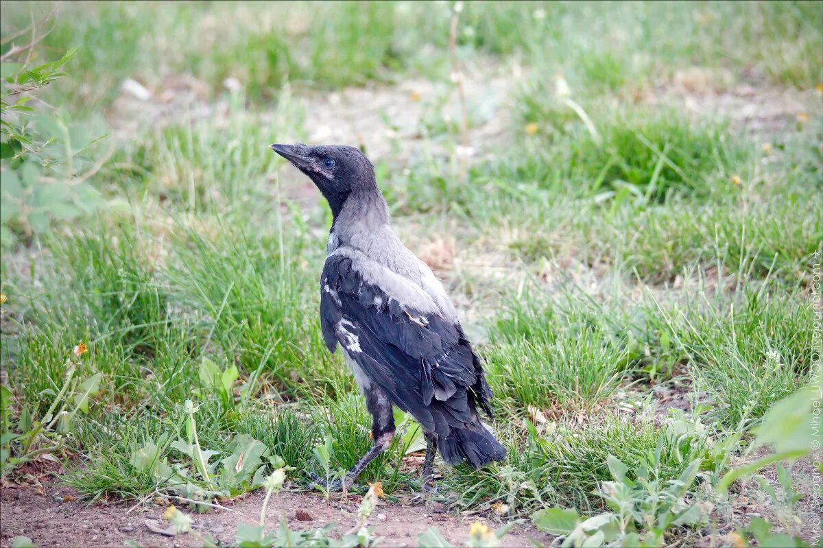 вороны во дворах. вороны кружат. карликовые вороны. гигантский ворон с человеком. ручной ворон.