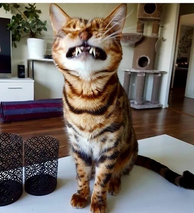 Самых смешных кошечек