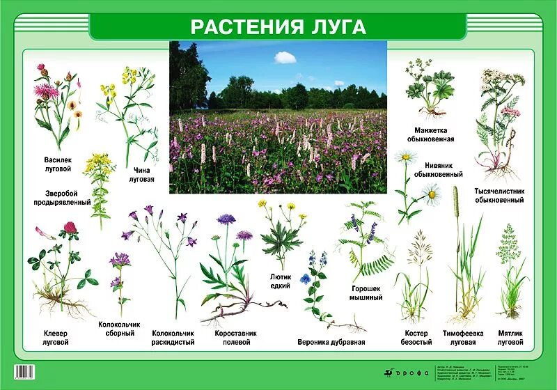 Растения луга 2021, городской округ Солнечногорск - дата и место проведения, про