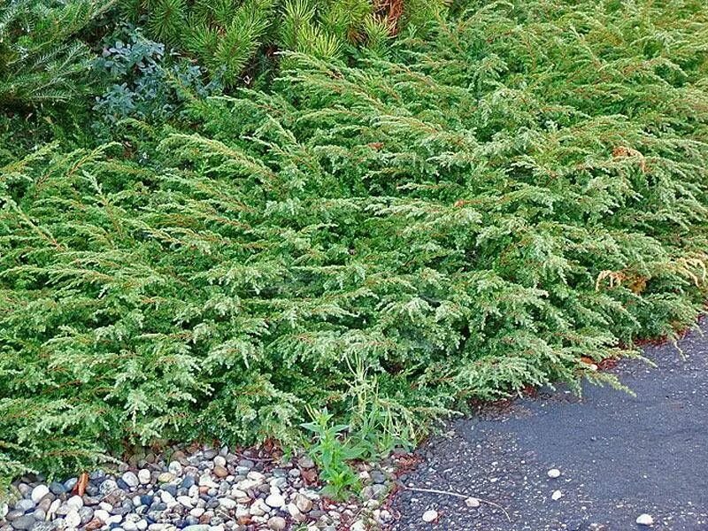 Можжевельник Грин карпет. Можжевельник обыкновенный Green Carpet. Можжевельник коммунис Грин карпет. Можжевельник горизонтальный Грин карпет. Грин карпет описание