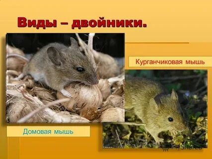 Виды двойники