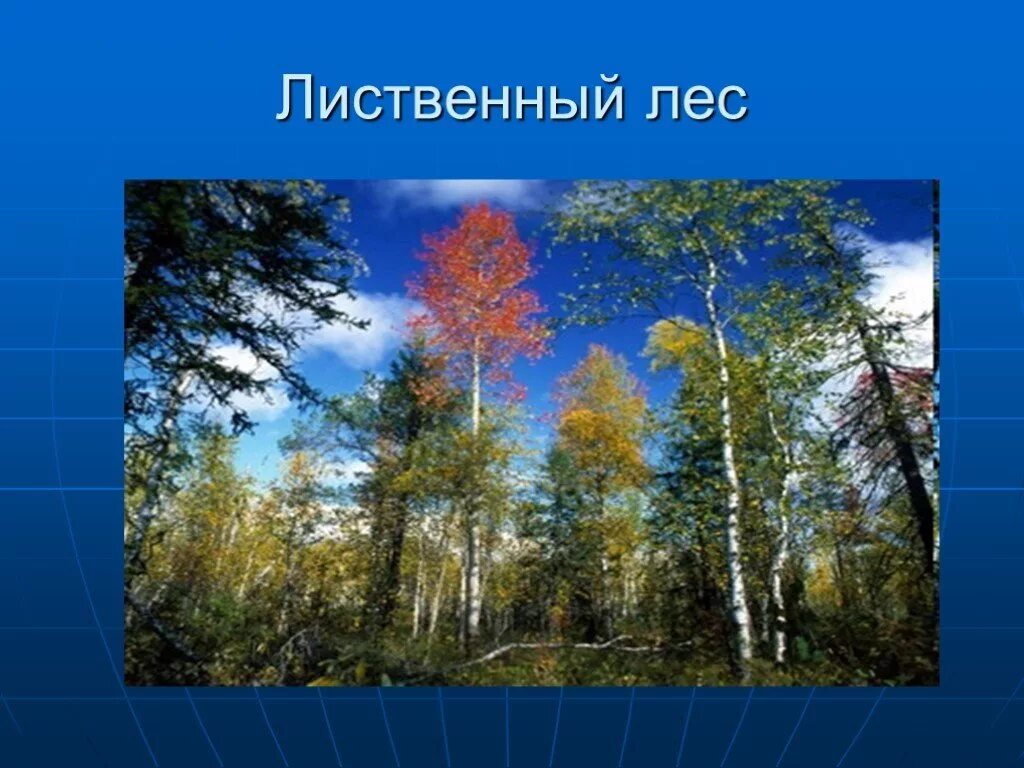 Шагая по пахучему лиственному покрову. Лиственный лес презентация. Сообщение о лиственном лесе. Лиственные леса доклад. Лес Лиственный 3 класс.