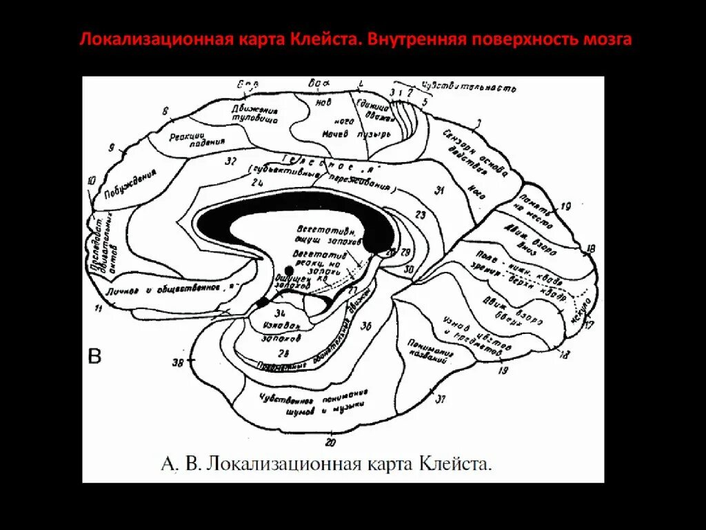Локализационная карта Клейста. Лурия карта мозга. Локализация психических функций в коре головного мозга. Карта локализации психических функций Клейста. Локализация психических функций в мозге