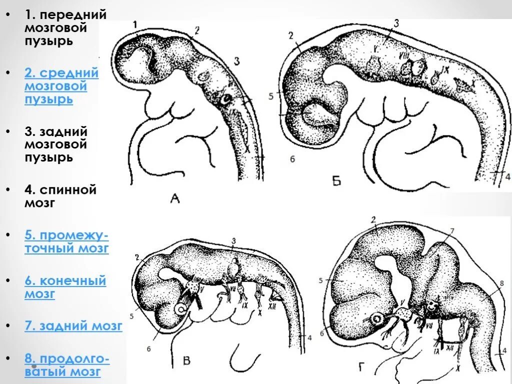 Внутриутробное развитие мозга. Эмбриогенез оболочек головного мозга. Эмбриогенез головного мозга схема. Эмбриогенез головного мозга гистология. Эмбриогенез головного мозга стадия 3 и 5 пузырей.