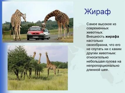 На каком материке жираф