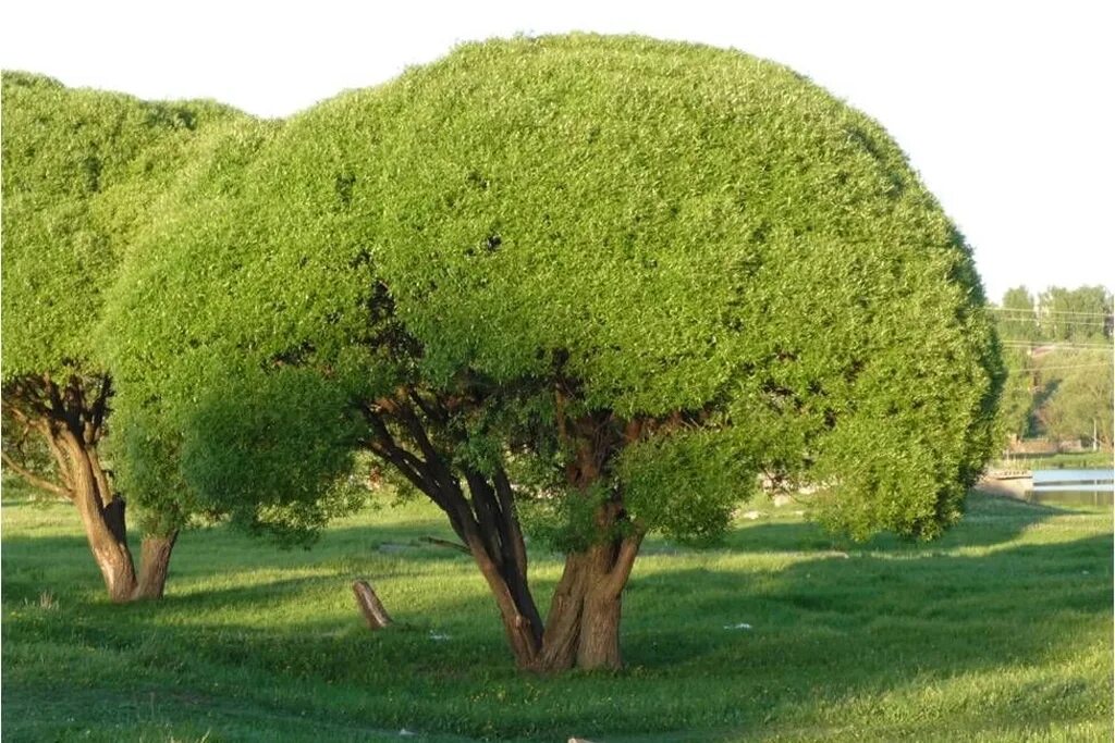 Дерево в виде шара. Ива ломкая bullata. Ива ломкая шаровидная Булата. Ива Булата шаровидная. Ива ломкая шаровидная.