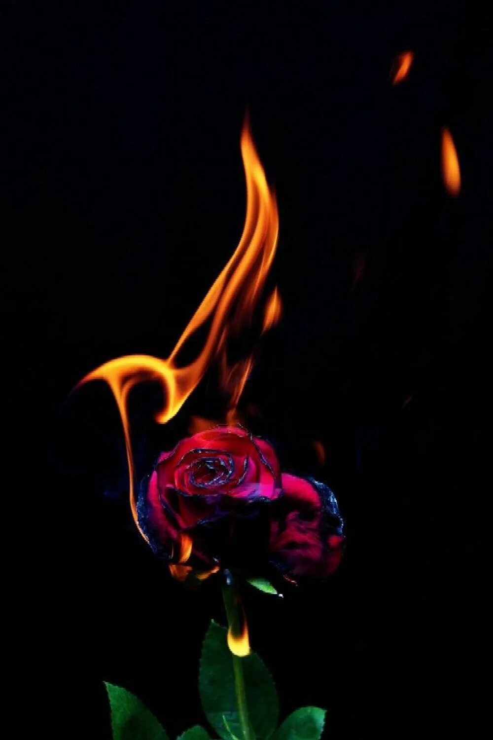 Burnt roses
