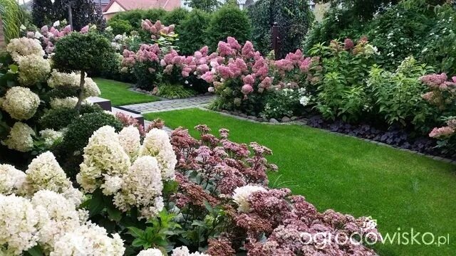 Что можно посадить рядом с гортензией метельчатой. Миксбордер с гортензией метельчатой.