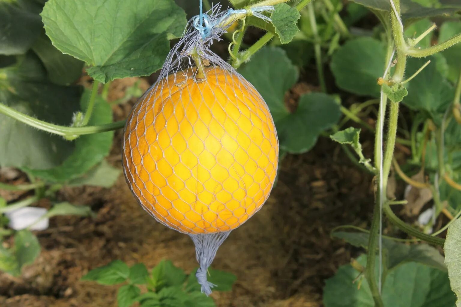 Бахча дыни. Дыня колхозница для подмосковья. Арбузы в теплице из поликарбоната. Дыня в теплице. Можно посадить дыни.