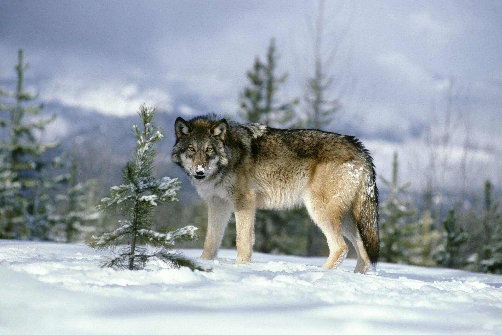 Волк 1 9 5. Волк в Сибири. Волк в лесу. Волк зимой. Волки на Южном Урале.