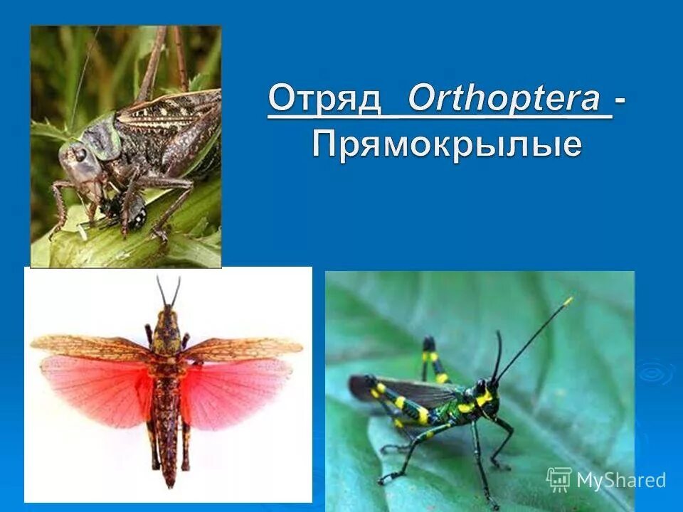 краткая характеристика отряда прямокрылые. прямокрылые насекомые примеры. характерные признаки отряда прямокрылые. короткоусые прямокрылые. кузнечик саранча среда обитания.