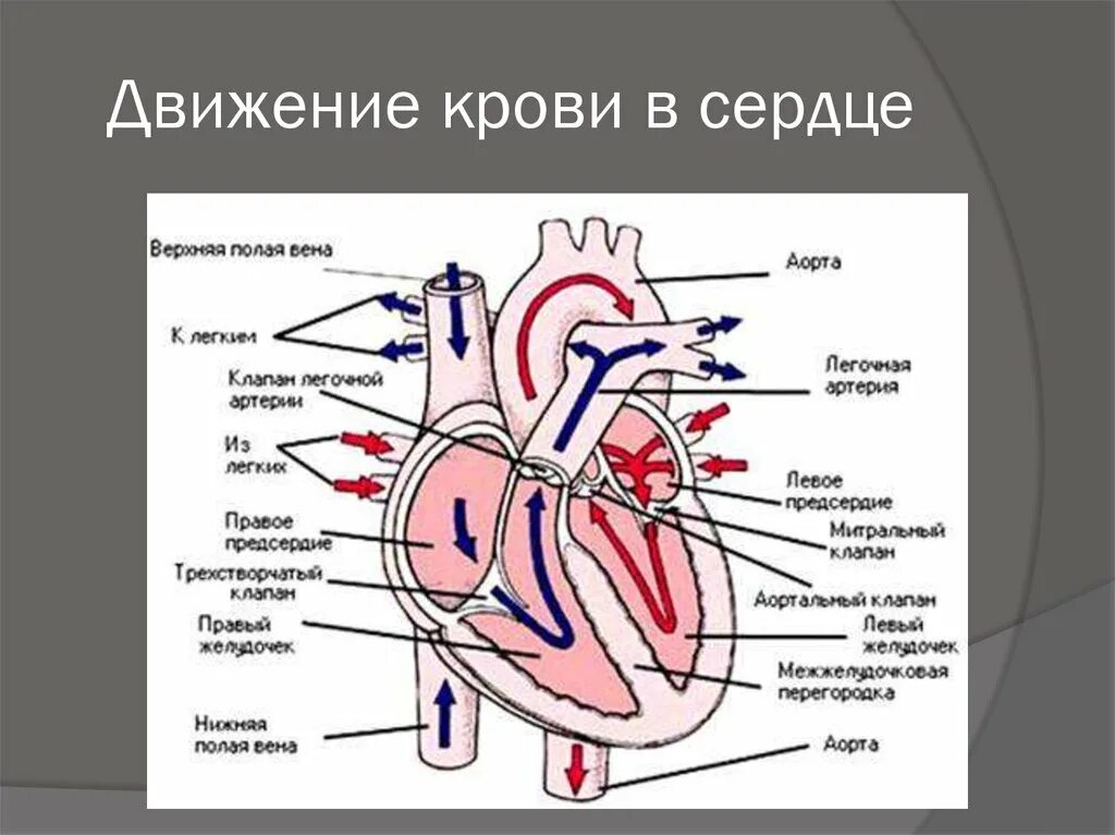 Название крови в правой части сердца. Строение сердца человека схема. Схема внутреннего строения сердца. Схема работы сердца и движение крови. Сердце человека картинка строение с описанием.