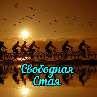Свободная стая аналитика