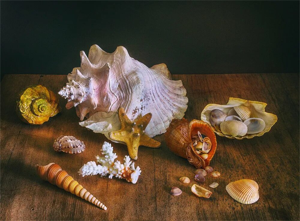 Море натюрморт. Натюрморт с ракушкой. натюрморт с морской раковиной. натюрморт на морскую тему. морской натюрморт с ракушкой.