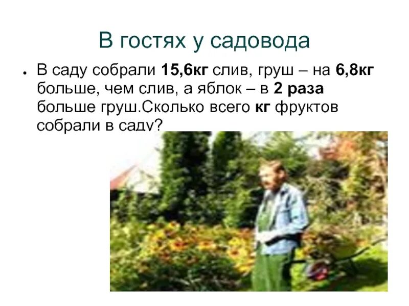 В фруктовом саду собрали 2970. Яблоня антоновка дерево. В фруктовом саду собрали 2970. Сбор урожая в саду. Плодовый сад.