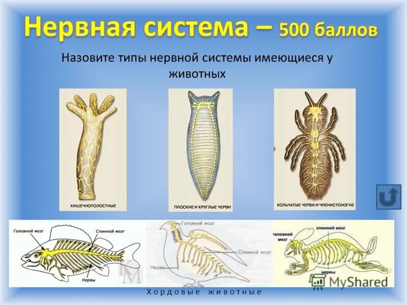 Типы нервных систем характерных для животных