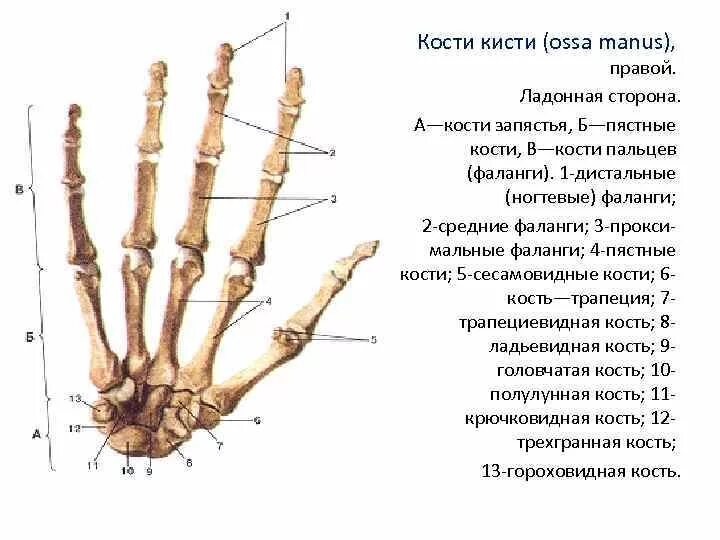 Фаланги пальцев тип соединения
