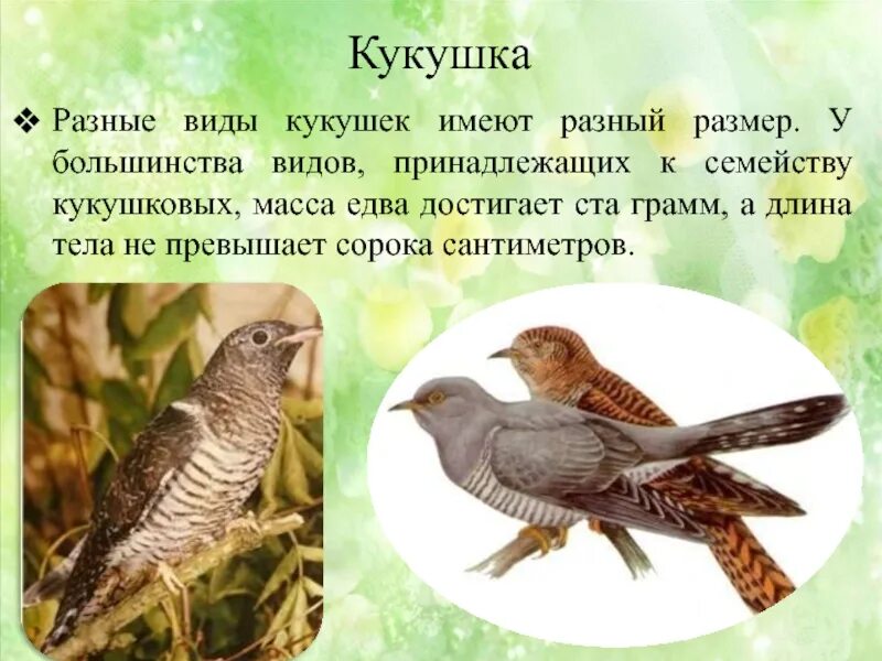 Краткое содержание кукушка 7 класс. Разновидности кукушек. Благинина Кукушка. Кукушка 3 класс. Кукушка презентация.