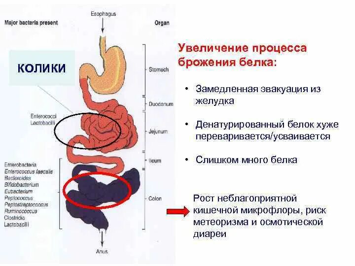 Желудочно-кишечный тракт ребенка. Функциональное нарушение ЖКТ симптомы. Строение пищеварительного тракта ребенка. Желудочно-кишечный тракт у новорожденного. Проблемы пищеварительной системы