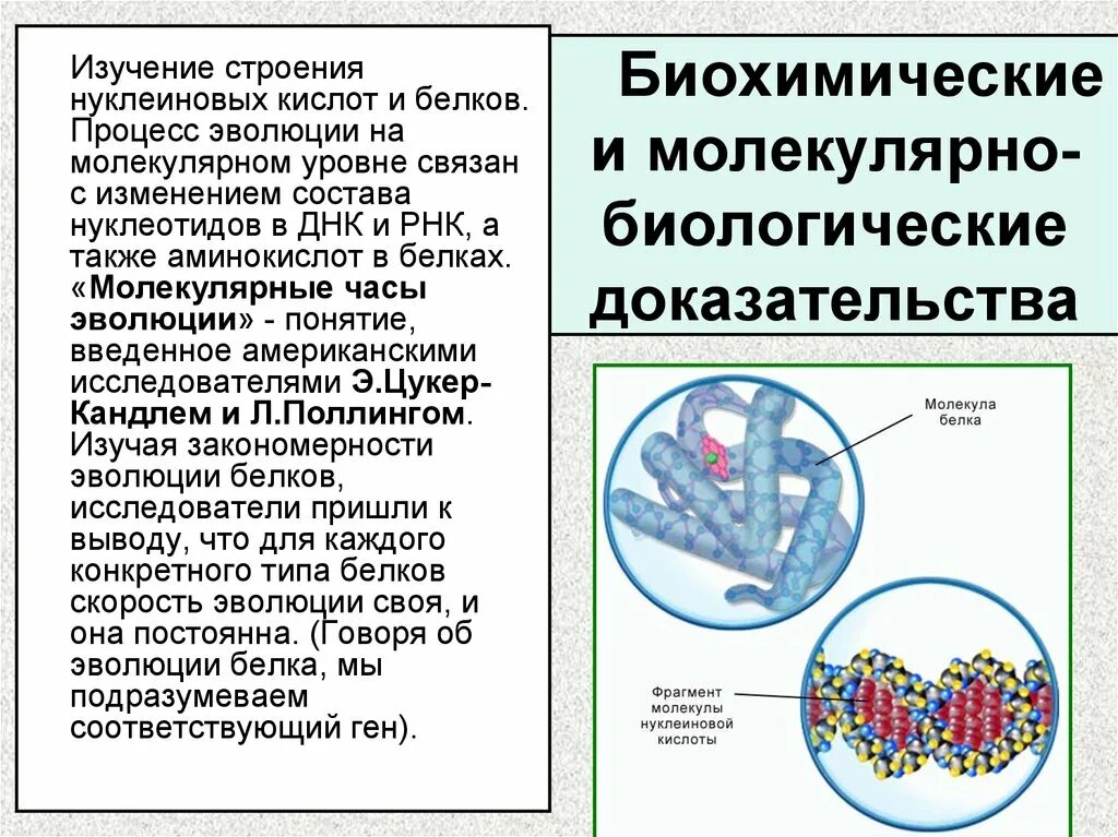 Также изучает структуру в