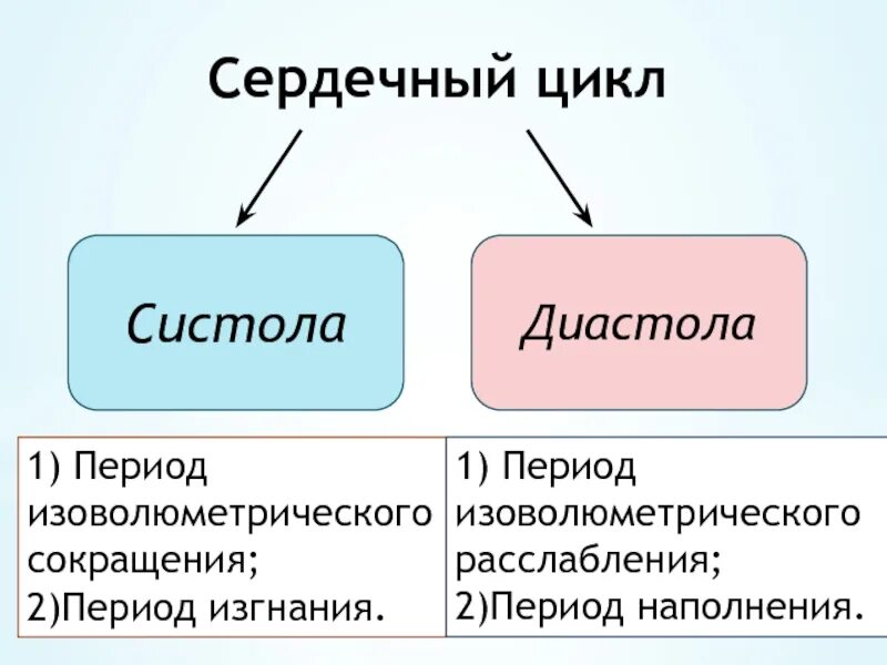 Сердечный цикл сколько. Систола и диастола. цикл сердца систола диастола. механическая систола. механическая работа сердца.