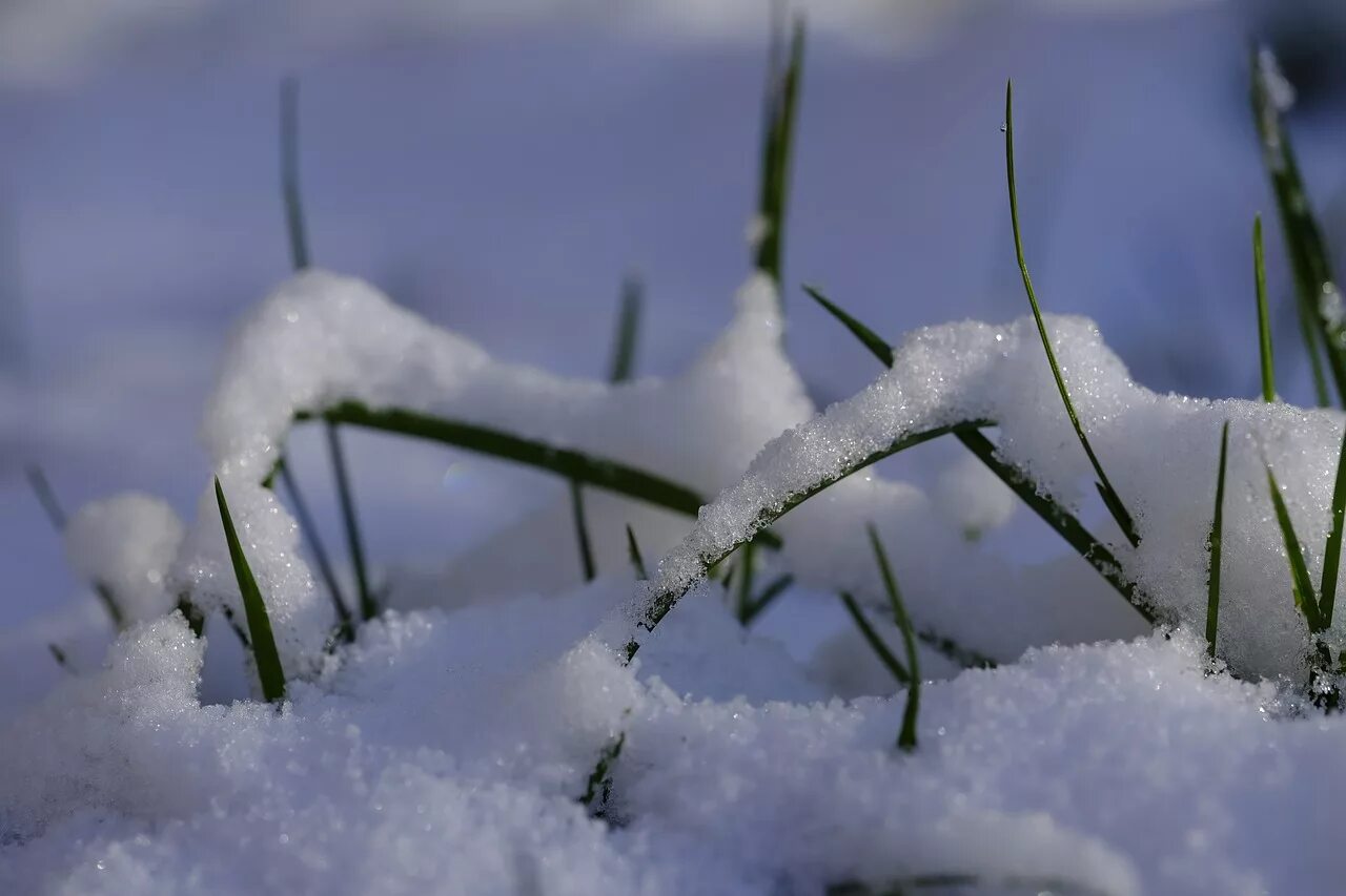 Под снегом есть воздух. Растения под снегом. Растения зимой. Трава под снегом. Растения под снегом зимой.