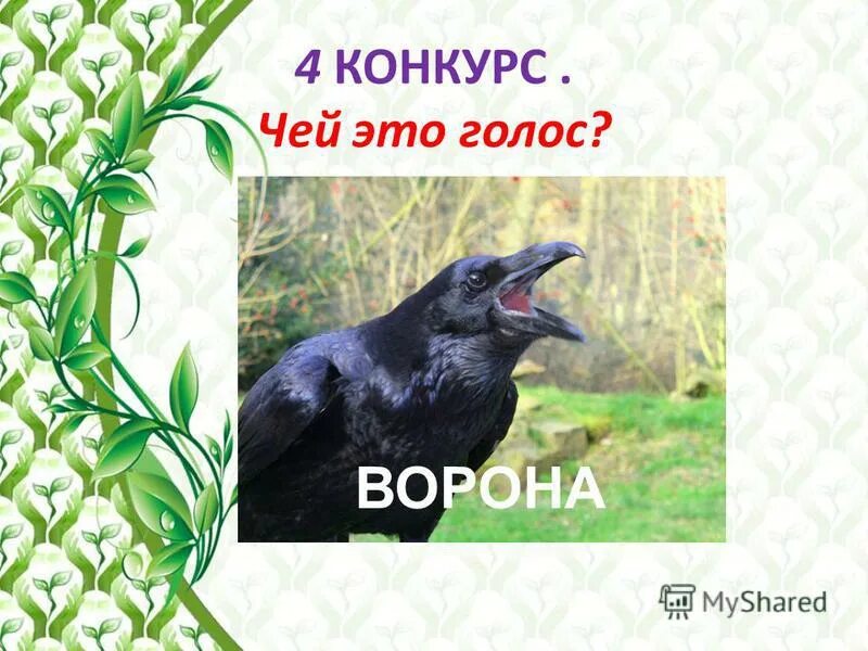 чем голос вороны отличается от голоса соловья. ворона сорока воробей. ворона серая доклад. грач зимующая птица. отличие грача от черной вороны.