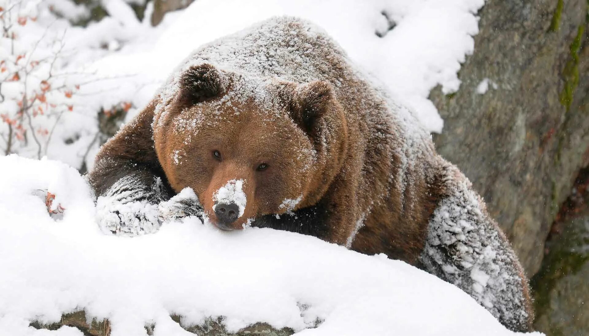 В уставшем от зимней спячки. Бурый медведь зимой в берлоге. Медведь Гризли в берлоге. Медведь Гризли спячка. Бурый медведь в спячке.