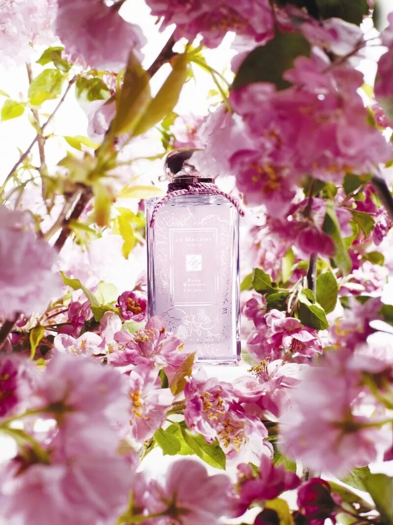 Джо Малон Плум блоссом. Jo Malone Plum Blossom 2012. Jo Malone Plum Blossom 100 ml. Jo Malone Plum Blossom 2015. Аромат цветущих дней