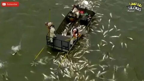 Видео ловить рыбки