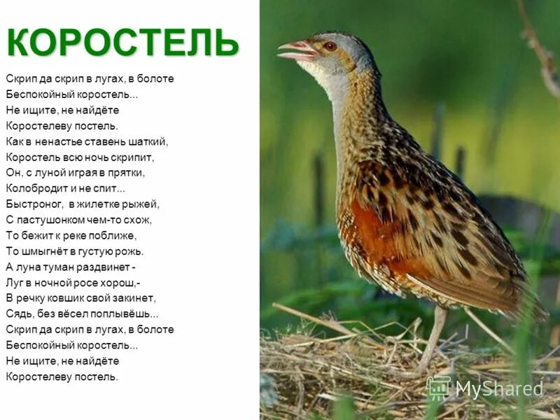 коростель птица гнездо. коростель птица дерг дерг. Crex crex коростель. коростель птица. коростель дерг дерг.