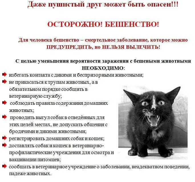 Можно ли мочить кошек. Первые симптомы бешенства у кота. первые признаки бешенства у кота симптомы. проявление бешенства у кошек.