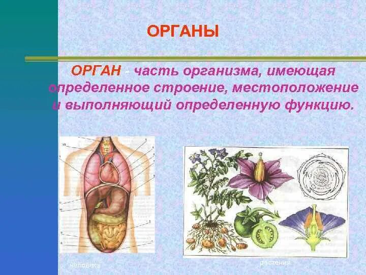 Органы живых организмов. Орган это в биологии. Орган это в биологии 5 класс. Организм растения.