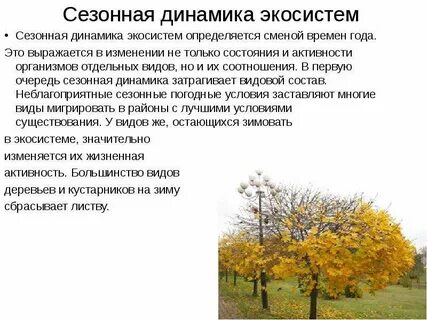 К сезонным видам относят