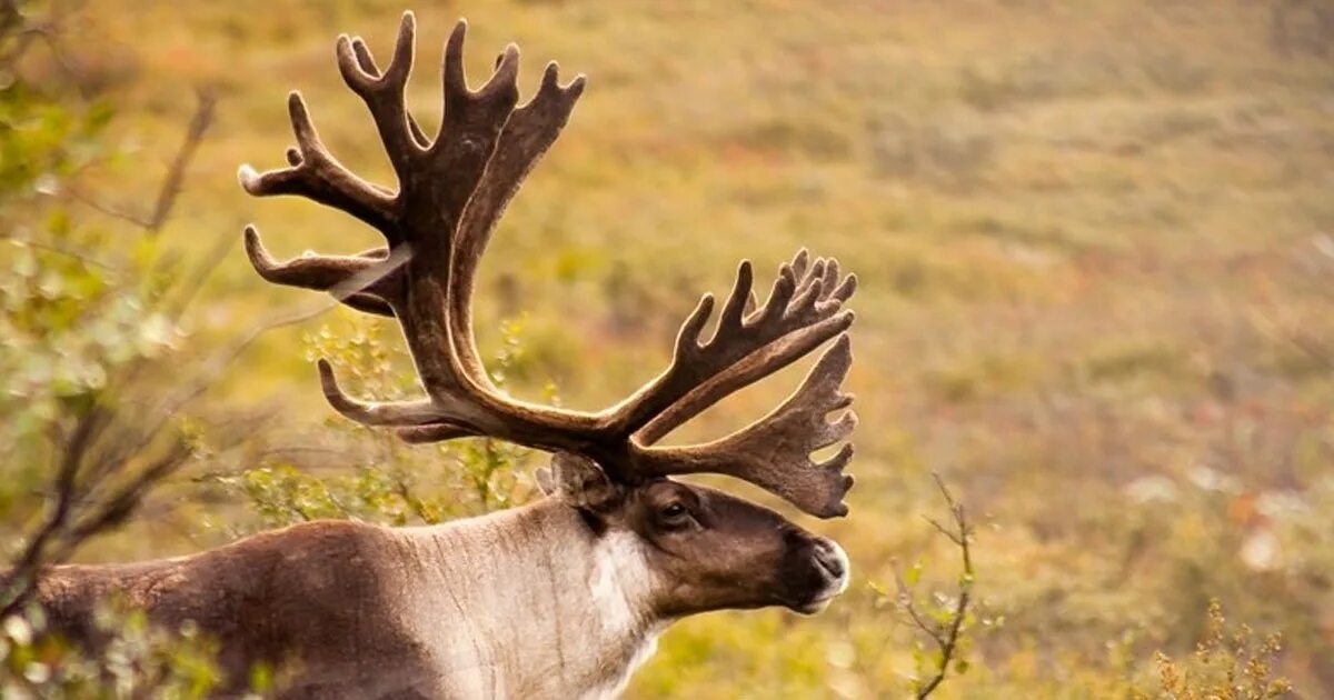 National wildlife. Всемирный день дикой природы. Caribou "suddenly". Caribou одежда. Caribou "Andorra".