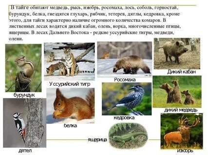 Дикой какой он