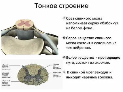 Белое вещество спинного мозга образует задние рога