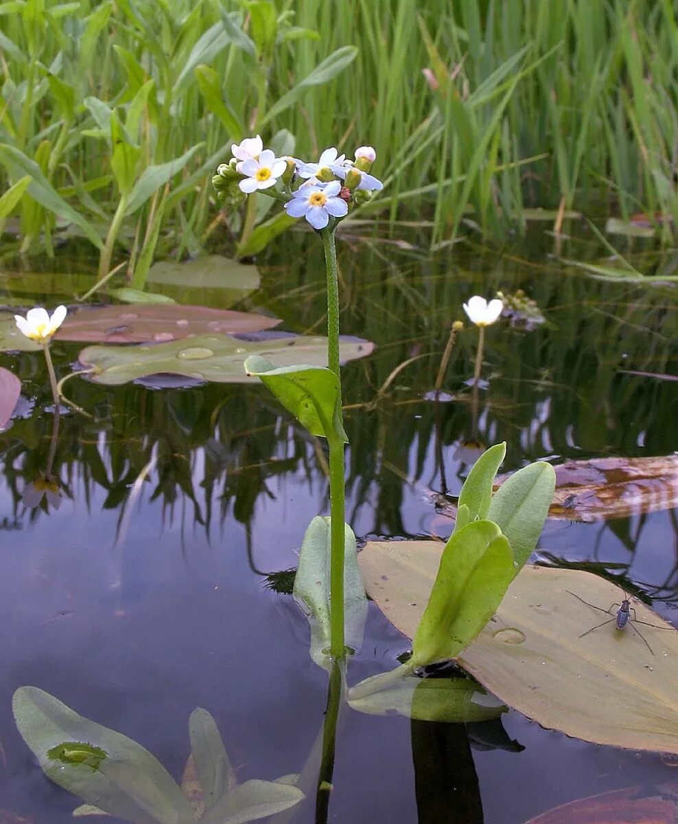 Водные растения у воды. Незабудка Болотная. Незабудка Болотная цветок. Водное растение Незабудка Болотная. Рдест растение.