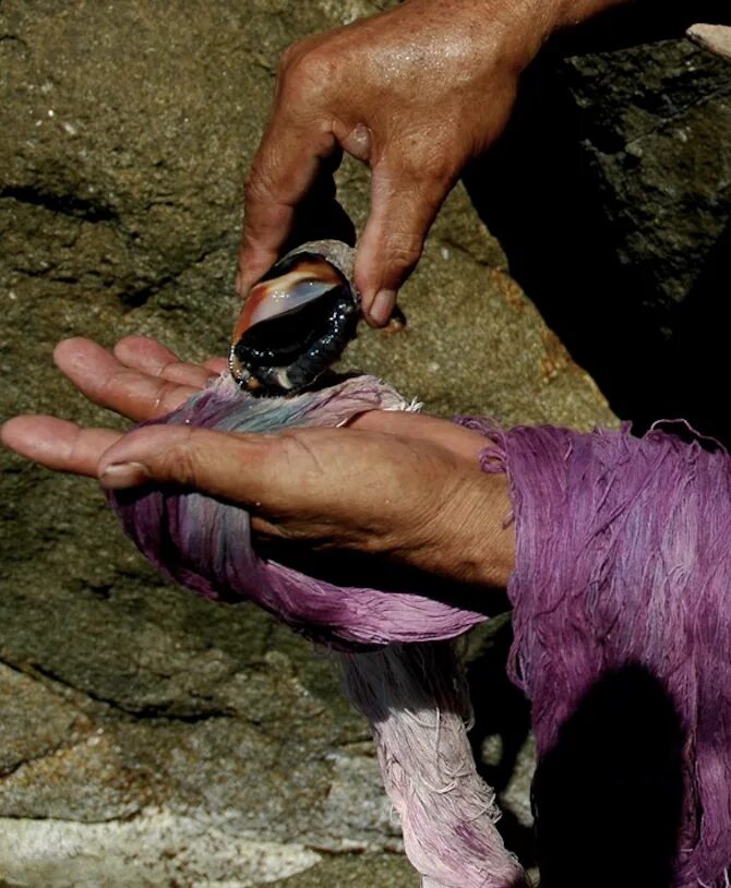 Пурпур Финикия. Краситель пурпур из моллюсков. Пурпурная краска Финикия. Финикия моллюски пурпур.
